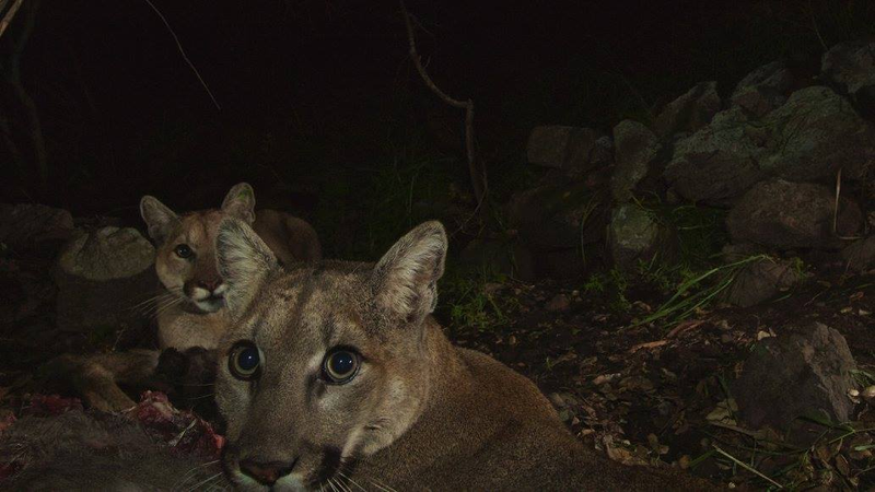 Illustration for article titled Oh Hai! Amazing Photos Capture LA's Newest Baby Mountain Lions